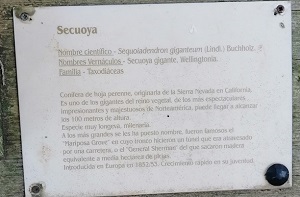 Secuoya