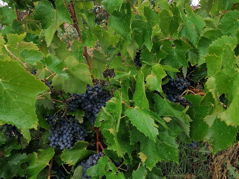 Valle Tera